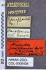 Etikette zu Ampedus (Ampedus) ganglbaueri (Reitter, 1889) (NHMW-ZOO-COL-0008408)
